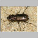 Notiophilus biguttatus - Laufkaefer 02 5-6mm.jpg